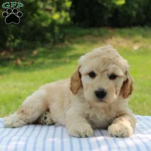 Christopher, Mini Goldendoodle Puppy